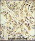 RPS13 Antibody (Center)
